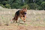 BERGER ALLEMAND 398